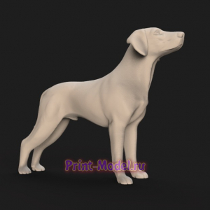 Охотничья собака 3D модель