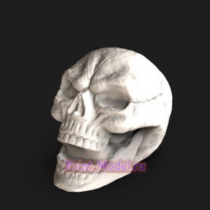 3D модель черепа